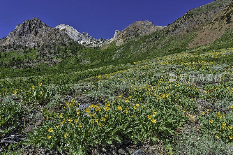 Wyethia mollis是紫菀科中的一种花，俗称毛骡耳。内华达山脉东侧，因约国家森林，麦吉溪峡谷，Mono县，加利福尼亚州。